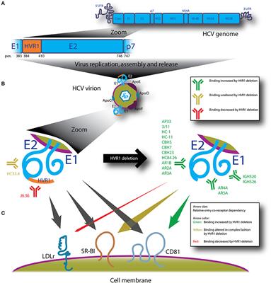 Hypervariable Region 1 in Envelope Protein 2 of Hepatitis C Virus: A Linchpin in Neutralizing Antibody Evasion and Viral Entry